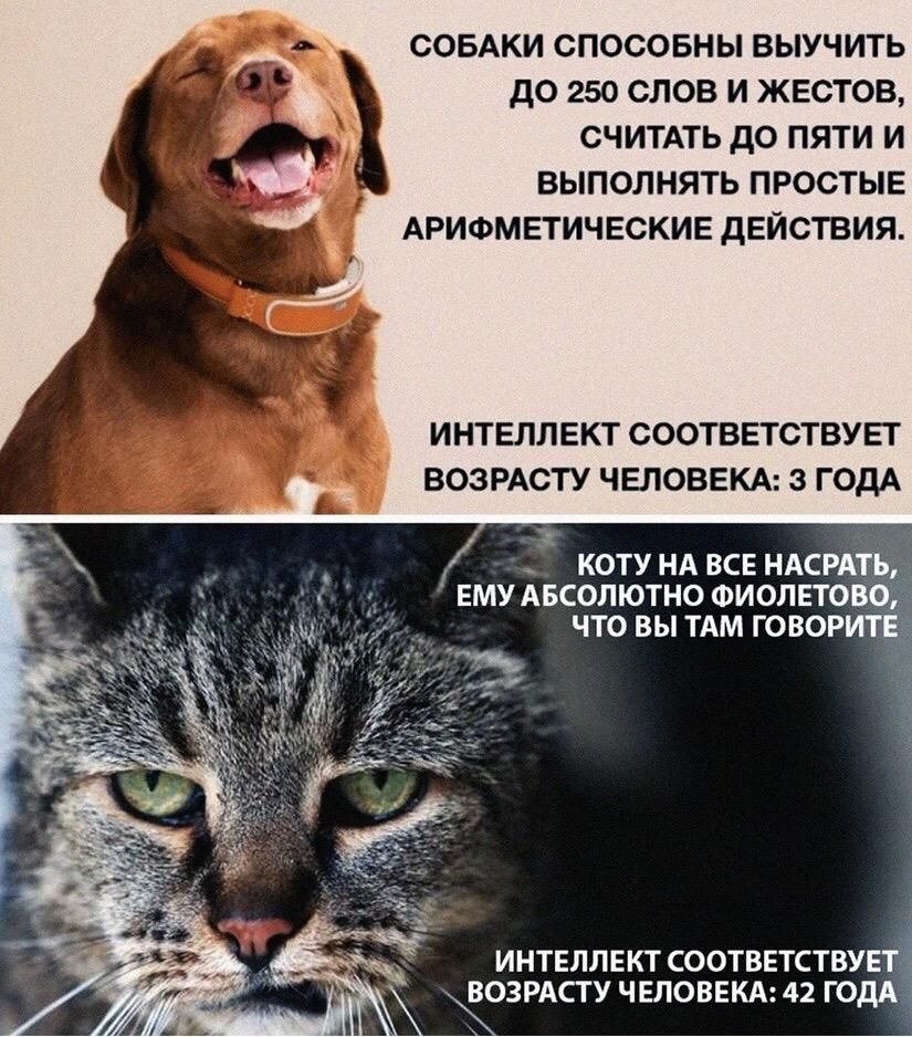 СОБАКИ СПОСОБНЫ ВЫУЧИТЬ до 250 СЛОВ И ЖЕСТОВ СЧИТАТЬ до ПЯТИ И ВЫПОЛНЯТЬ ПРОСТЫЕ АРИФМЕТИЧЕСКИЕ ДЕЙСТВИЯ ИНТЕЛЛЕКТ СООТВЕТСТВУЕТ ВОЗРАСТУ ЧЕЛОВЕКА 3 ГОДА _ 1 у коту НА все ндсрд ЕМУ Авсолютно Фиолвто ЧТО ВЫ ТАМ ГОВОР ИНТЕЛЛЕКТ СООТВЕТСТВУ ВОЗРАСТУ ЧЕЛОВЕКА 42 ГОДА