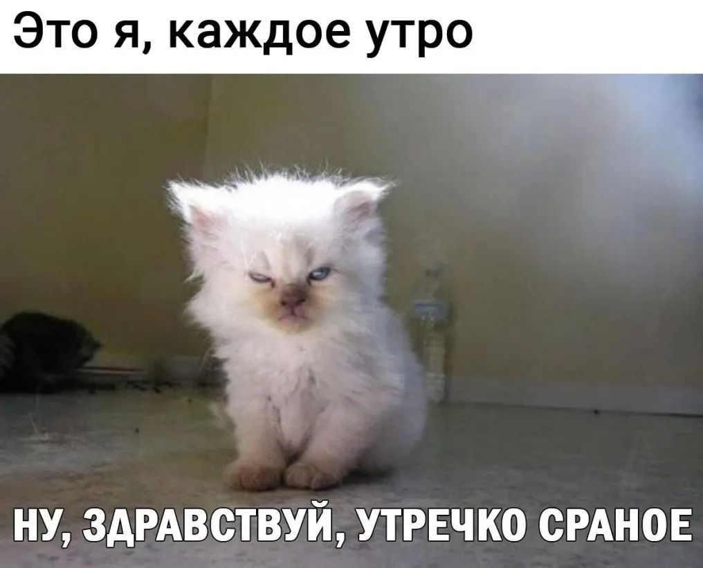 Это я каждое утро НУ 3АРАВСТВУЙ УТРЕЧКО СРАНОЕ