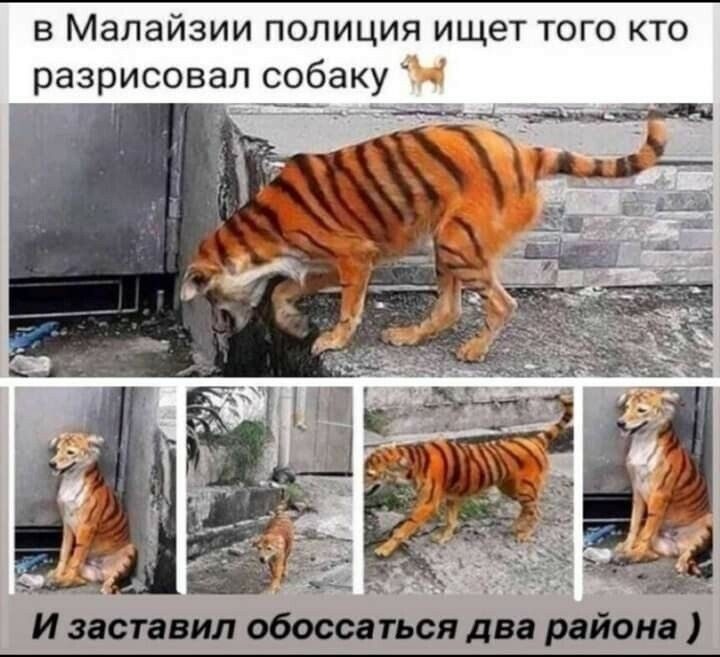 в Малайзии полиция ищет того кто разрисовал собаку эмиВ И заставил общаться два района
