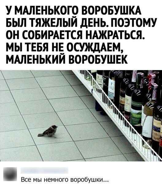 У МАЛЕНЬКОГО ВОРОБУШКА БЫЛ ТЯЖЕЛЫИ дЕНЬ ПОЭТОМУ ОН СОБИРАЕТСЯ НАЖРАТЬСЯ МЫ ТЕБЯ НЕ ОСУЖДАЕМ МАЛЕНЬКИЙ ВОРОБУШЕК Все мы немного воробушки