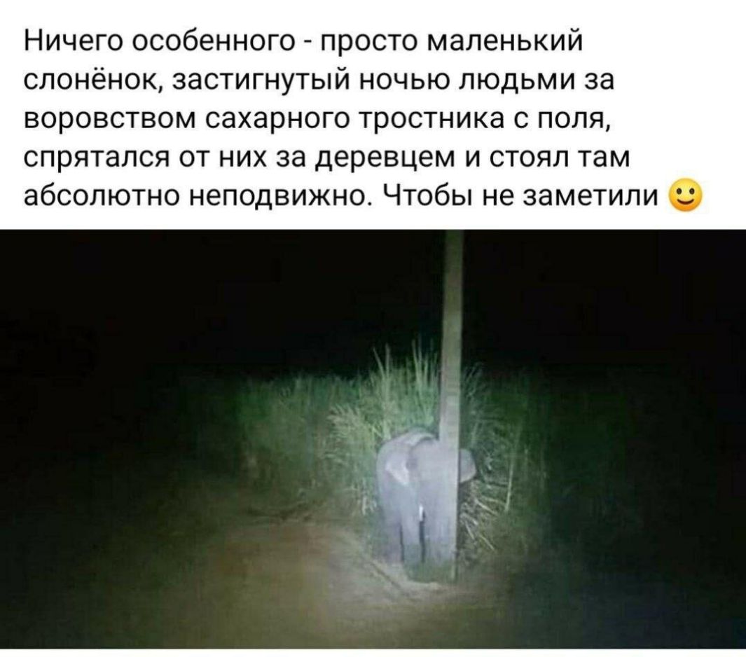 Ничего особенного просто маленький слонёнок застигнутый ночью людьми за воровством сахарного тростника с поля спрятался от них за деревцем и стоял там абсолютно неподвижно Чтобы не заметили