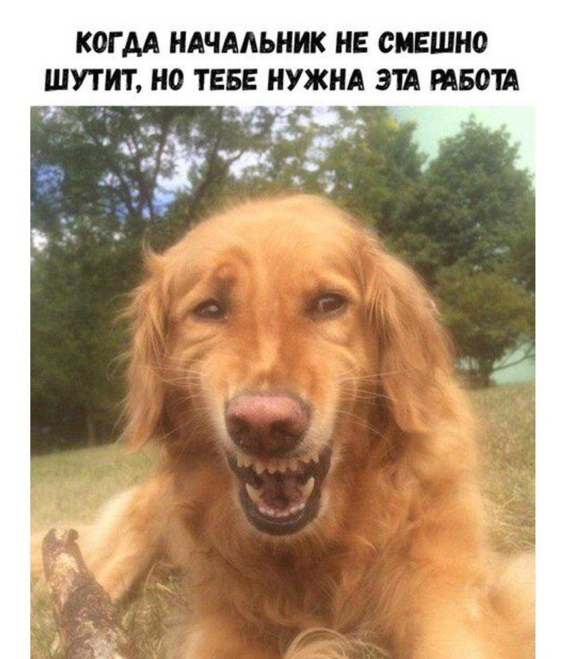 КОГ АА НАЧААЬНИК НЕ СМЕШНО ШУТИТ НО ТЕБЕ НУЖНА ЭТА ПБОШ