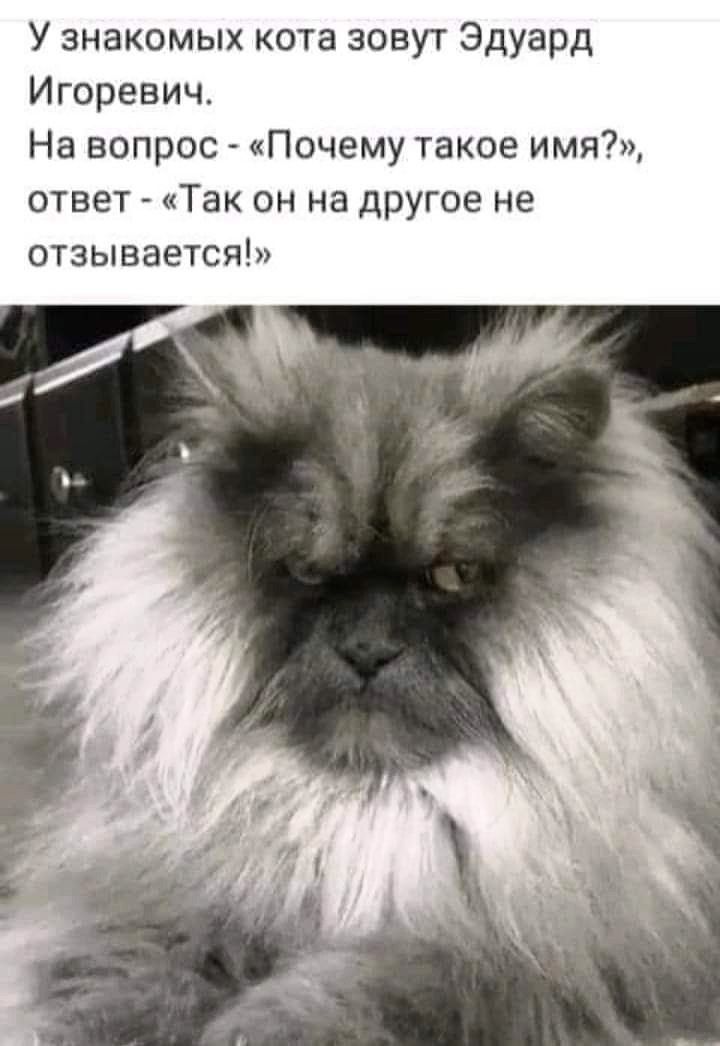 У знакомых кота зовут Эдуард Игоревич На вопрос Почему такое имя ответ Так он на другое не отзывается