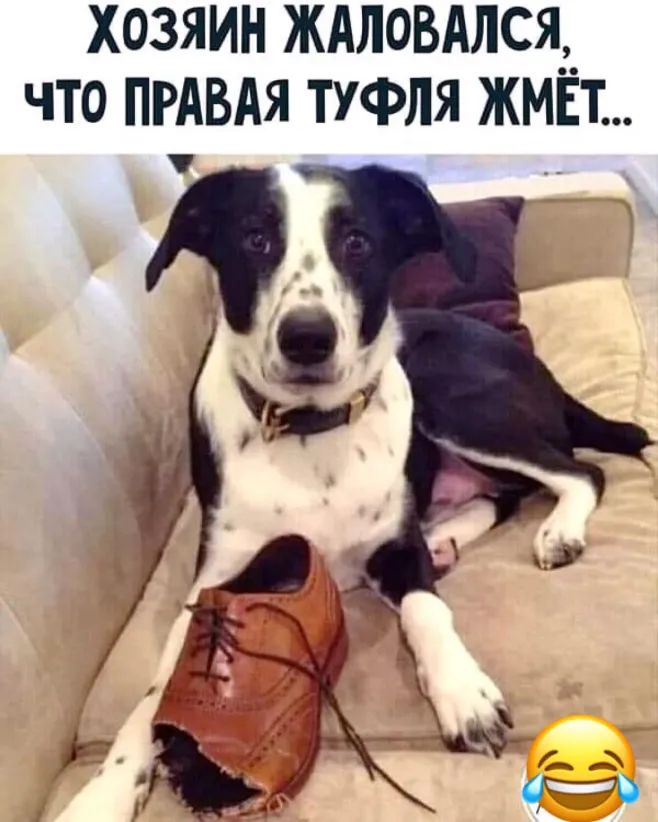 хозяин ждловдлся__ что прдвдя туфля жмвт