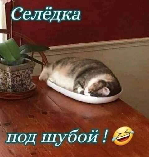 ГСелёдка З _ Ч_ _