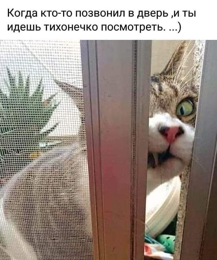 КОГДЭ КТО ТО ПОЗВОНИЛ В дверь И ТЫ идешь ТИХОНЕЧКО посмотреть