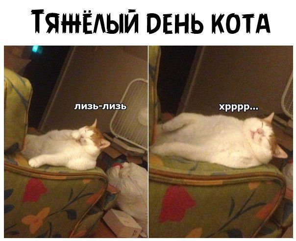 ТЯЁАЫЙ ОЕНЬ КОТА