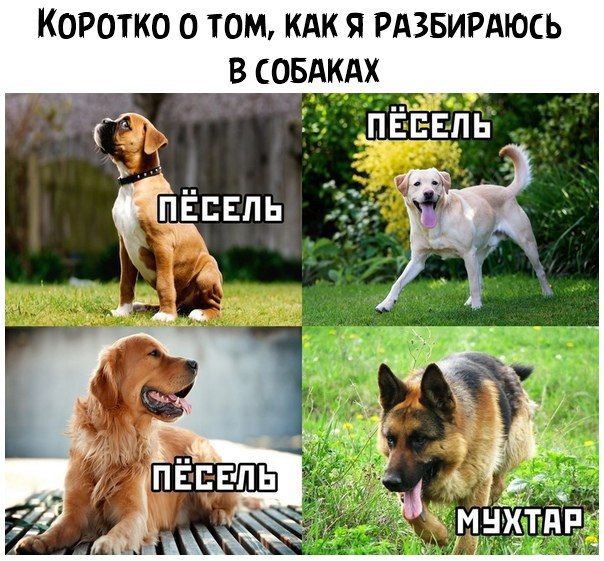 КОРОТКО О ТОМ КАК Я РАЗБИРАЮСЬ В СОБАКАХ Пёцль