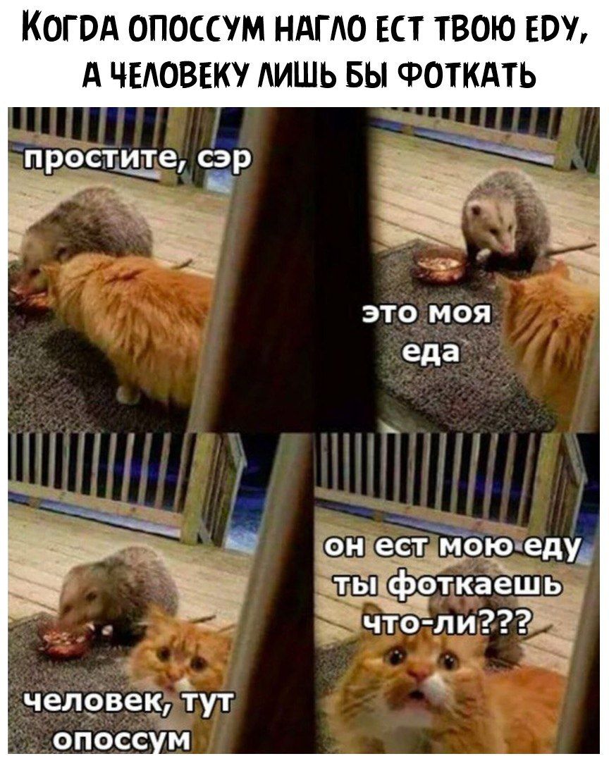 КОГВА ОПОССУМ НАГАО ЕСТ ТВОЮ БВУ А ЧЕАОВЕК АИШЬ БЫ ФОТКАТЬ ПРОСТИТ8 СЗР чтз 2 __ _ _ челрвек тут опосс м