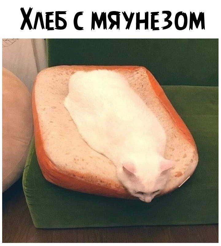 ___ХАЕБ мяунвзом