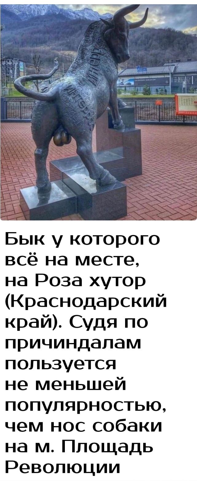 Бык у которого всё на месте на Роза хутор Краснодарский край Судя по причиндалам пользуется не меньшей популярностью чем нос собаки на м Площадь Революции