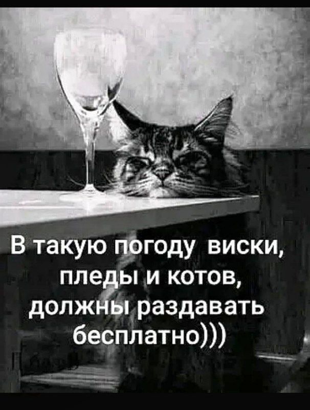 В такую году виски пле ым котов долж ёдраздавать бесплатно _ _