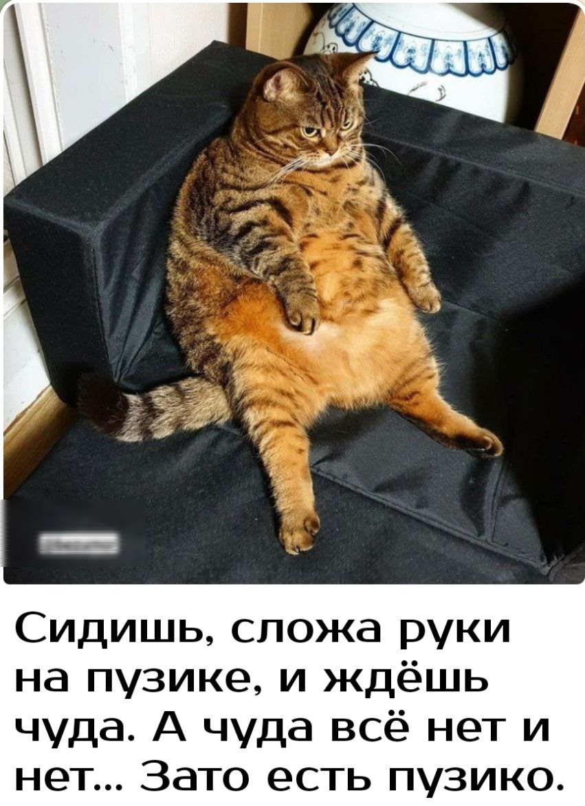 Сидишь сложа руки на пузике и ждёшь чуда А чуда всё нет и нет Зато есть пузико