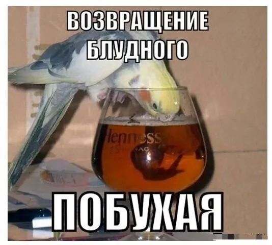 возвгдшънив Ыпи Йіою ЧЪ ппышдя