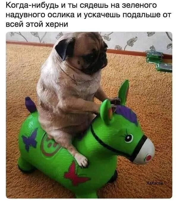 Когданибудь и ты сядешь на зеленого надУвного ослика и ускачешь подальше от всей этой херни
