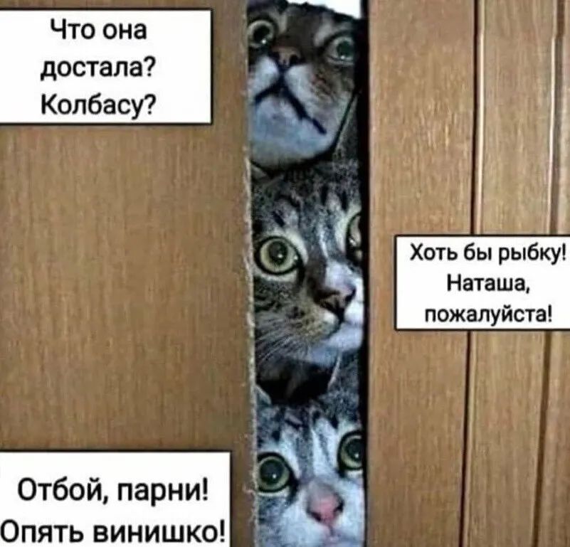 Что она достала Колбасу и ч Ъ 1 Я 1 э Хоть бы рыбку Наташа пожалуйста Я Отбой парни пять винишко