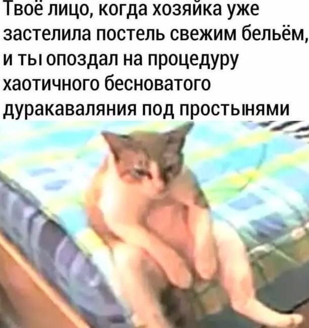 Твоё лицо когда хозяйка уже застелила постель свежим бельём и ты опоздал на процедуру хаотичного бесноватого дуракаваляния под простынями