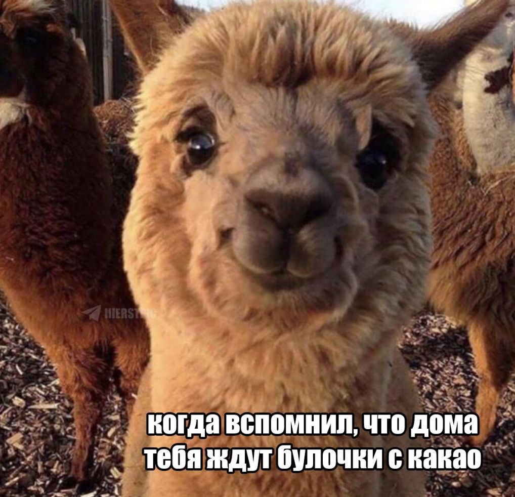 __ _ Ыы ЯВБПЁМНИП что дома дп Пупочки нана