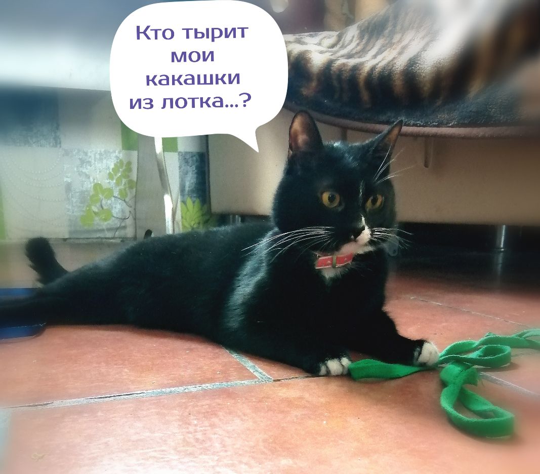 Кто тырит мои какашки