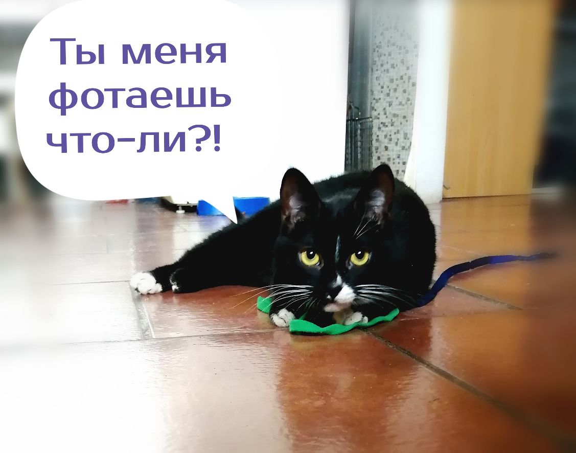 Ты меня фотаешь чтопи