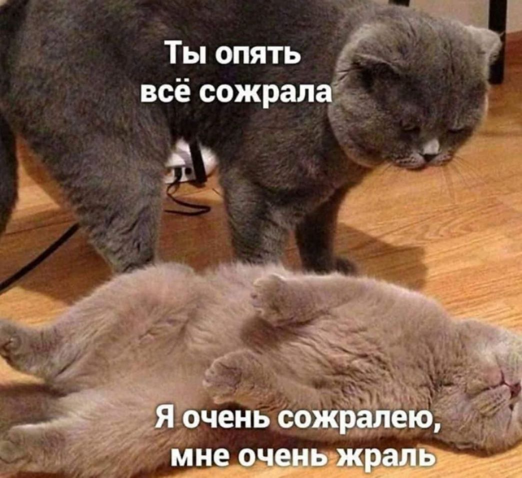 Ты опять все сожрал