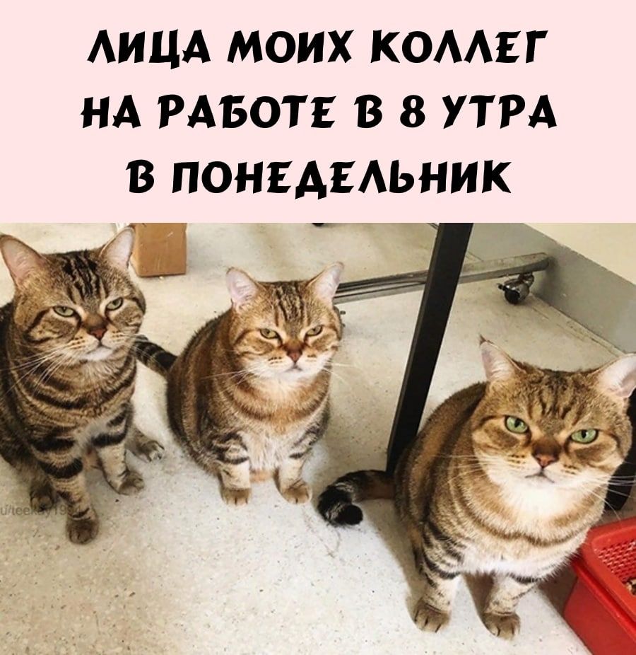 АИЦА МОИХ КОААЕГ НА РАБОТЕ В 8 УТРА В ПОНЕАЕАЬНИК