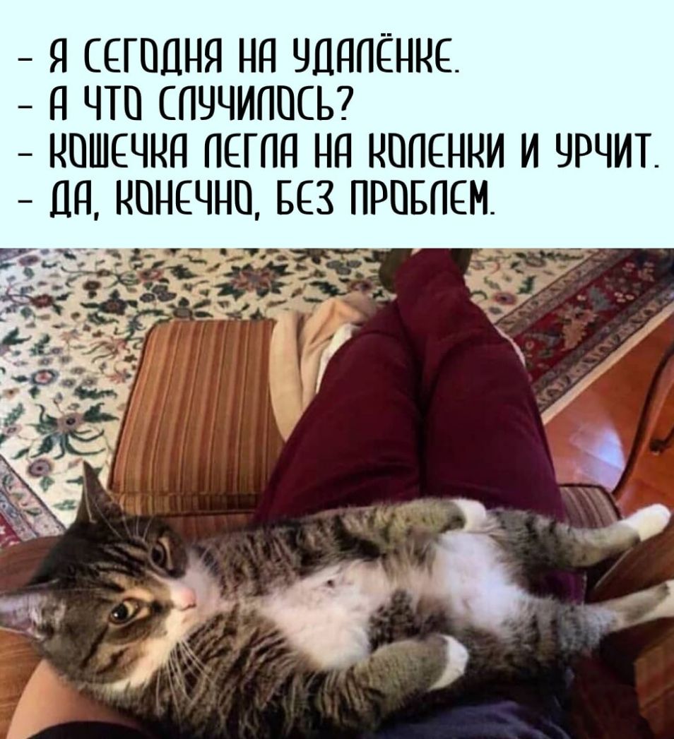 Я СЕГОДНЯ Нд ЧЦППЕННЕ д ЧТП СПЧЧИППСЬ НПШЕЧНП ПЕГПП НП НППЕННИ И ЧРЧИТ ЦН НПНЕЧНП БЕЗ ПРПБПЕМ