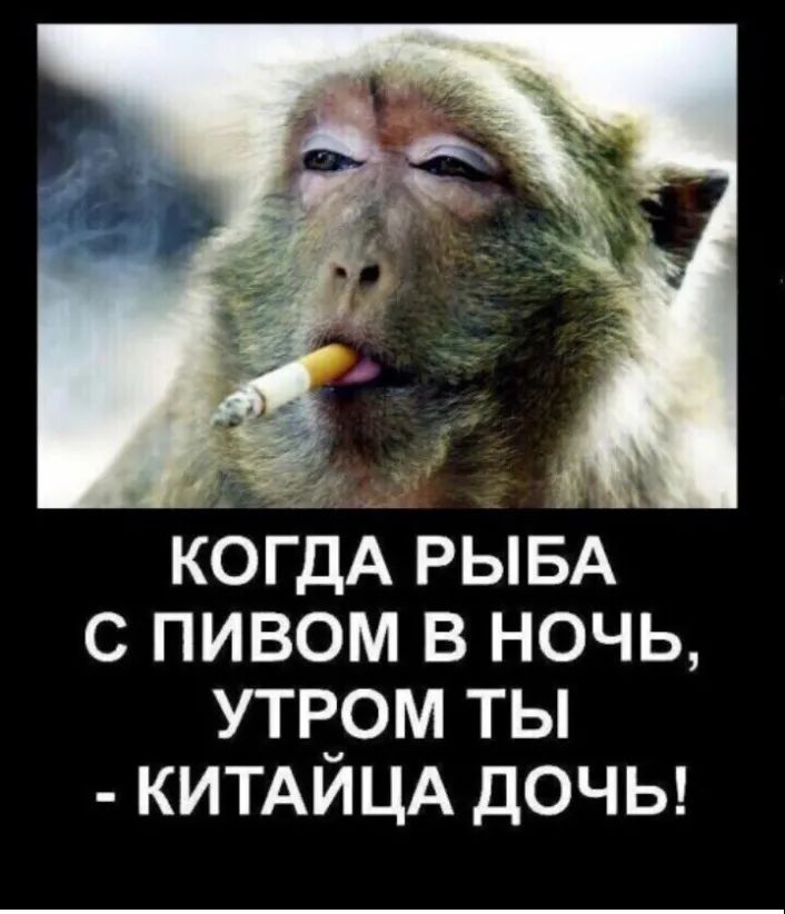 1 _ КО ДА РЫБА С ПИВОМ В НОЧЬ утвом ты КИТАИЦА ДОЧЬ