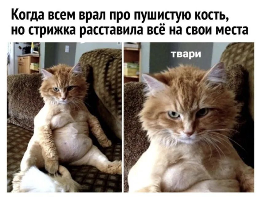 Когда всем врал про пуши_стую кость но стрижка расставила всё на свои места