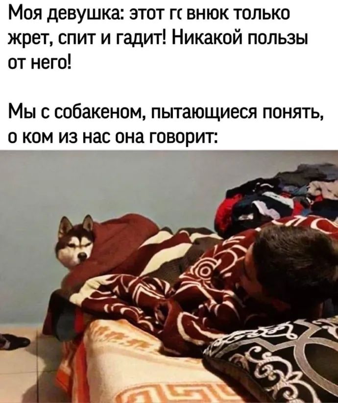 Моя девушка зтот гс внюк только жрет спит и гадит Никакой пользы от него Мы с собакеном пытающиеся понять о ком из нас она говорит