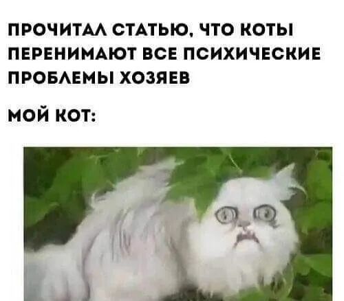 ПРОЧИТАА СТАТЬЮ ЧТО КОТЫ ПЕРЕНИМАЮТ ВСЕ ПСИХИЧЕСКИЕ ПРОБАЕМЫ ХОЗЯЕВ мой кот