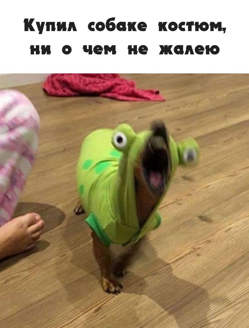 Купил собаке костюм ни о чем не жпдею