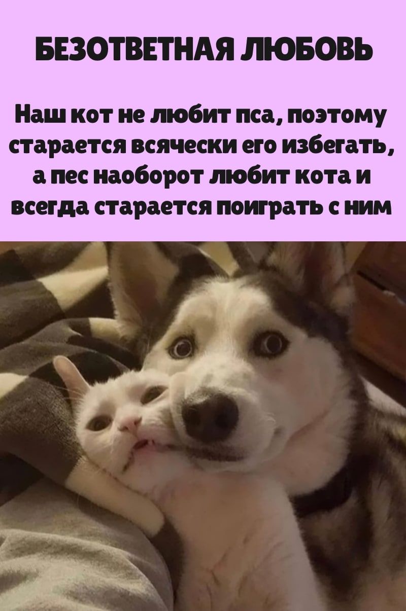 БЕЗОТВЕТНАЯ ЛЮБОВЬ Наш кот не любит пса поэтому старается всячески его избегать а пес наоборот любит кота и всегда старается поиграть с ним