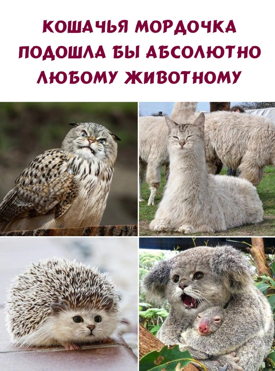 КОШАЧЬЯ МОРАОЧКА ПОАОШАА БЫ АБСОАЮТНО АЮБОМУ ЖИВОТНОМУ