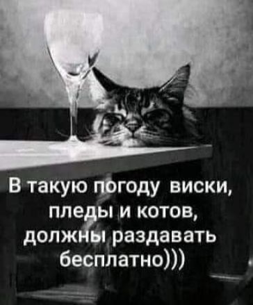 В такую гфгоду виски пле ы и котов долж щ раздавать бесплатно