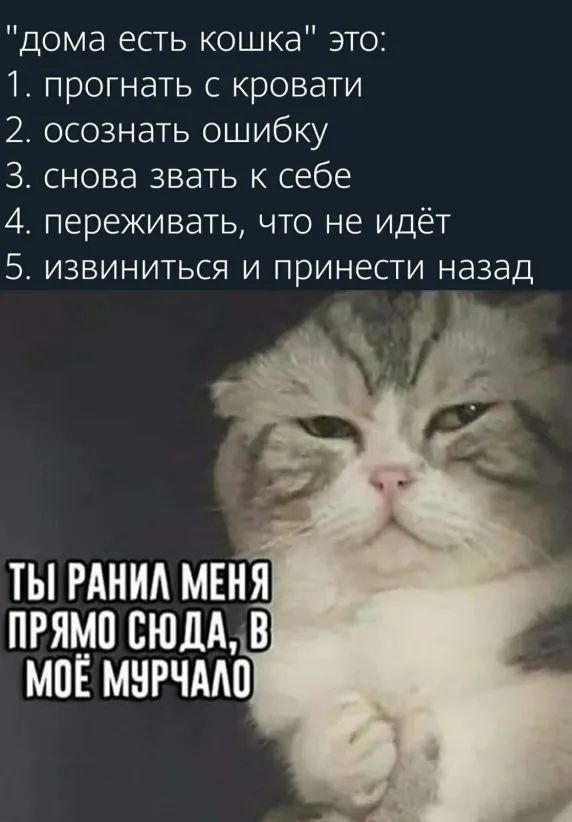 дома есть кошка это прогнать с кровати осознать ошибку снова звать к себе переживать что не идёт извиниться и принести назад Рё ТЫ РАНИА МЕНЯ ПРЯМП СЮДА В МПЁ МНРЧМО