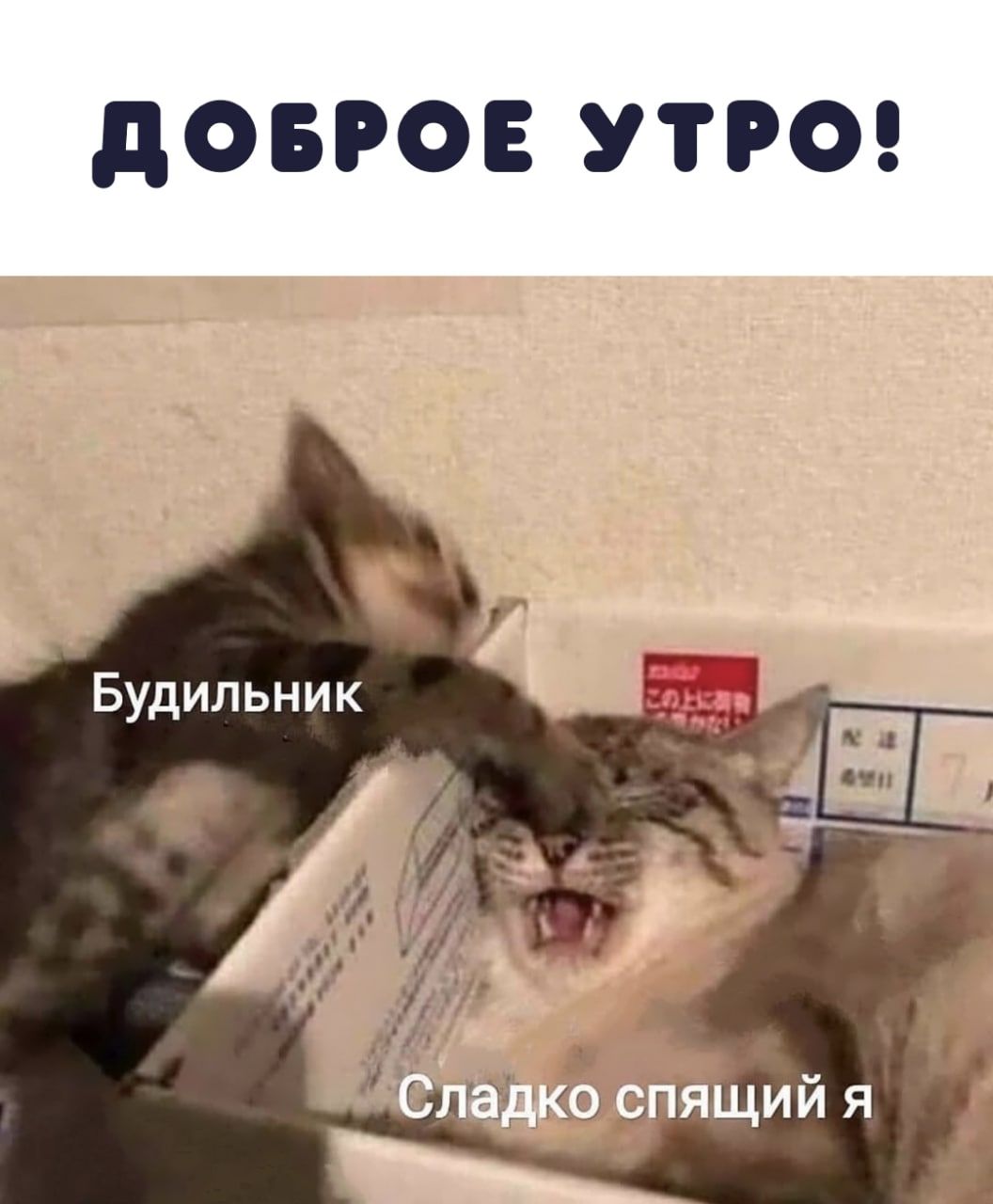 дОБРОЕ УТРО