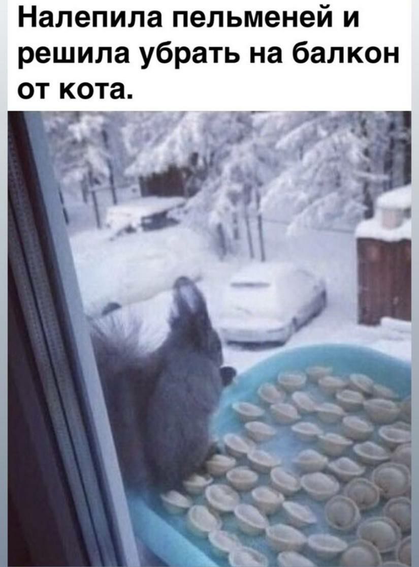 Налепила пельменей и решила убрать на балкон от кота