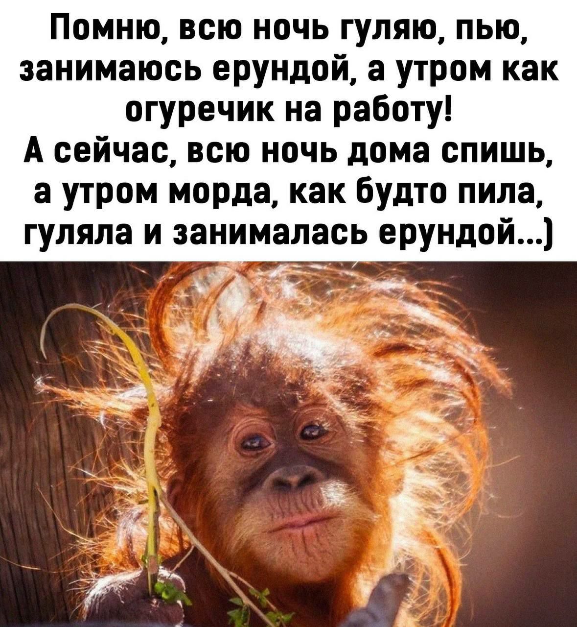 Помню всю ночь гуляю пью занимаюсь ерундой а утром как огуречик на работу А сейчас всю ночь дома спишь а утром морда как будто пила гуляла и занималась ерундой
