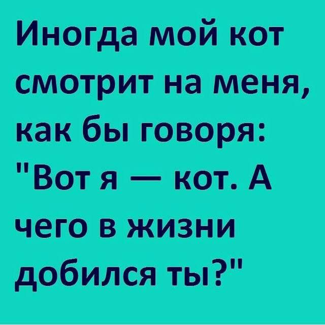Иногда мой кот смотрит на меня как бы говоря Вот я кот А чего в жизни добился ты
