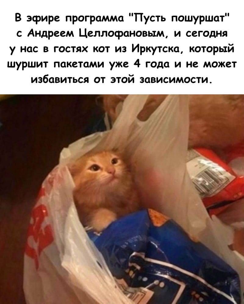 В эфире программа Пусть пошуршат с Андреем Целлосрановьтм и сегодня у нас в гостях кот из Иркутска который шуршит пакетами уже 4 года и не может избавиться от этой зависимости