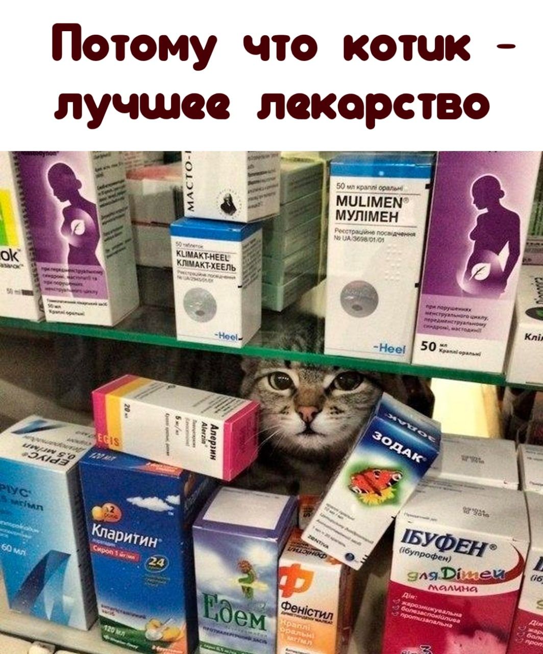 Потому что котик лучшее локорство