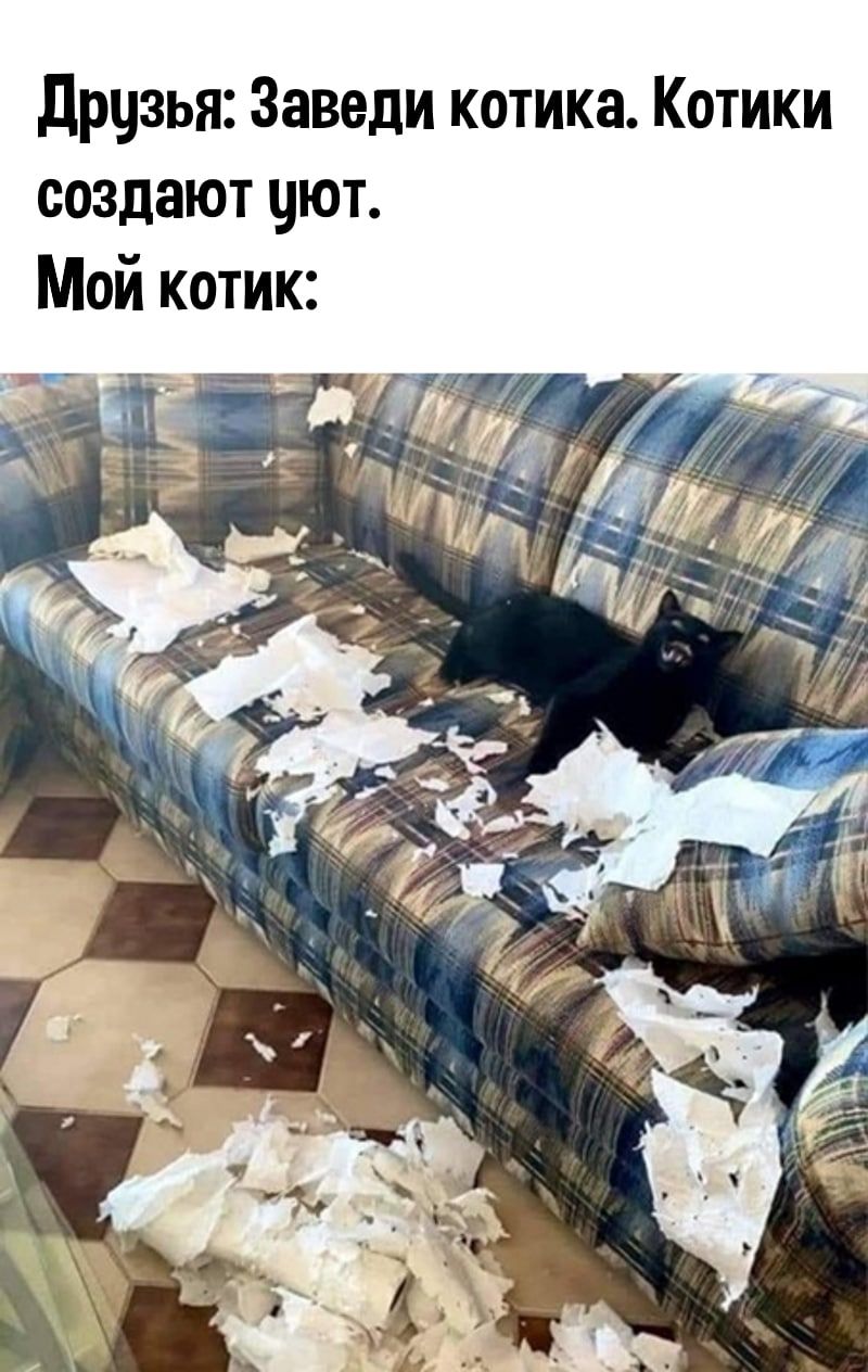 друзья Заведи котика Котики создают уют Мой котик