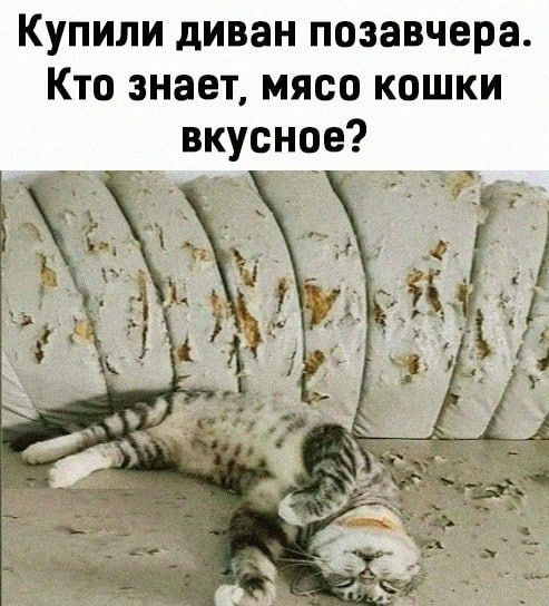 Купили диван позавчера Кто знает мясо кошки вкусное