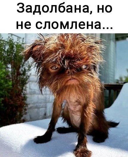 Задолбана но не сломлена