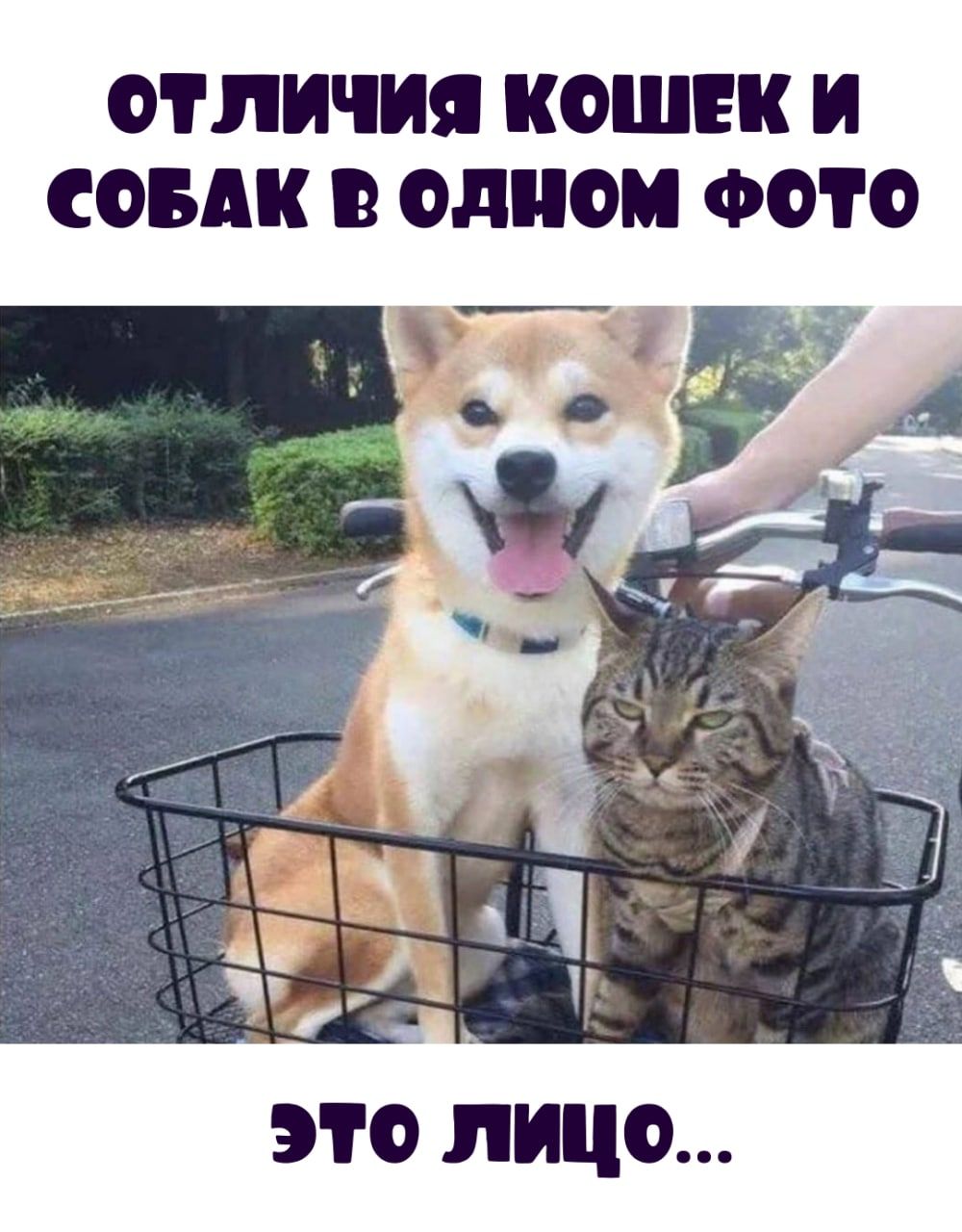 ОТЛИЧИЯ КОШЕК И СОБАК О ОДНОМ ФОТО