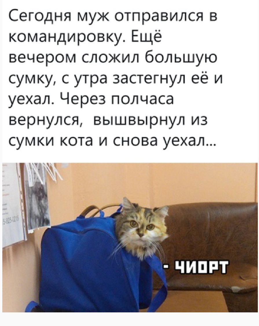 Сегодня муж отправился в командировку Ещё вечером сложил большую сумку с утра застегнул её и уехал Через полчаса вернулся вышвырнул из сумки кота и снова уехал