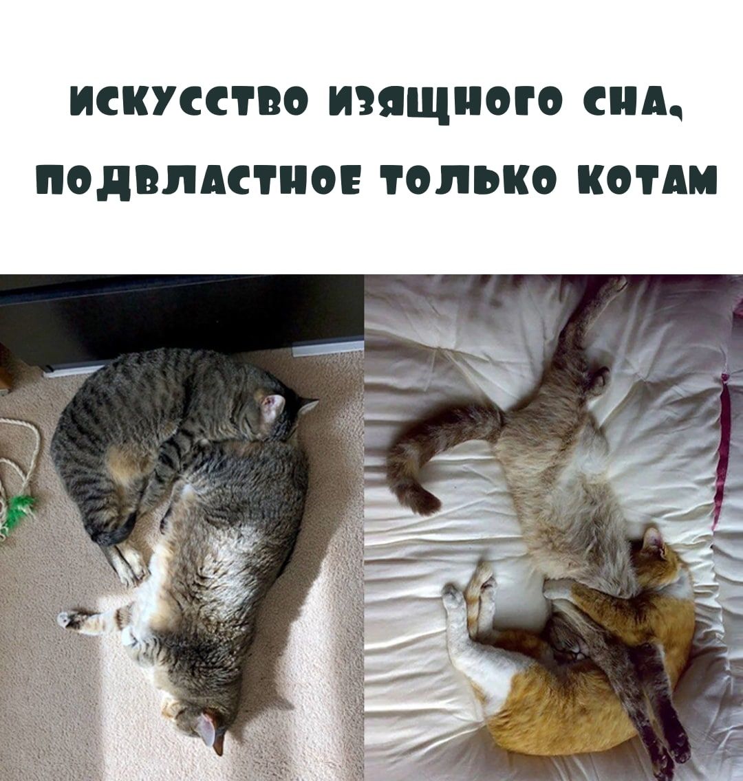 ИСКУССТВО ИЭЯЩПОГО СПА ПОДВЛАСТПОЕ ТОЛЬКО КОТА