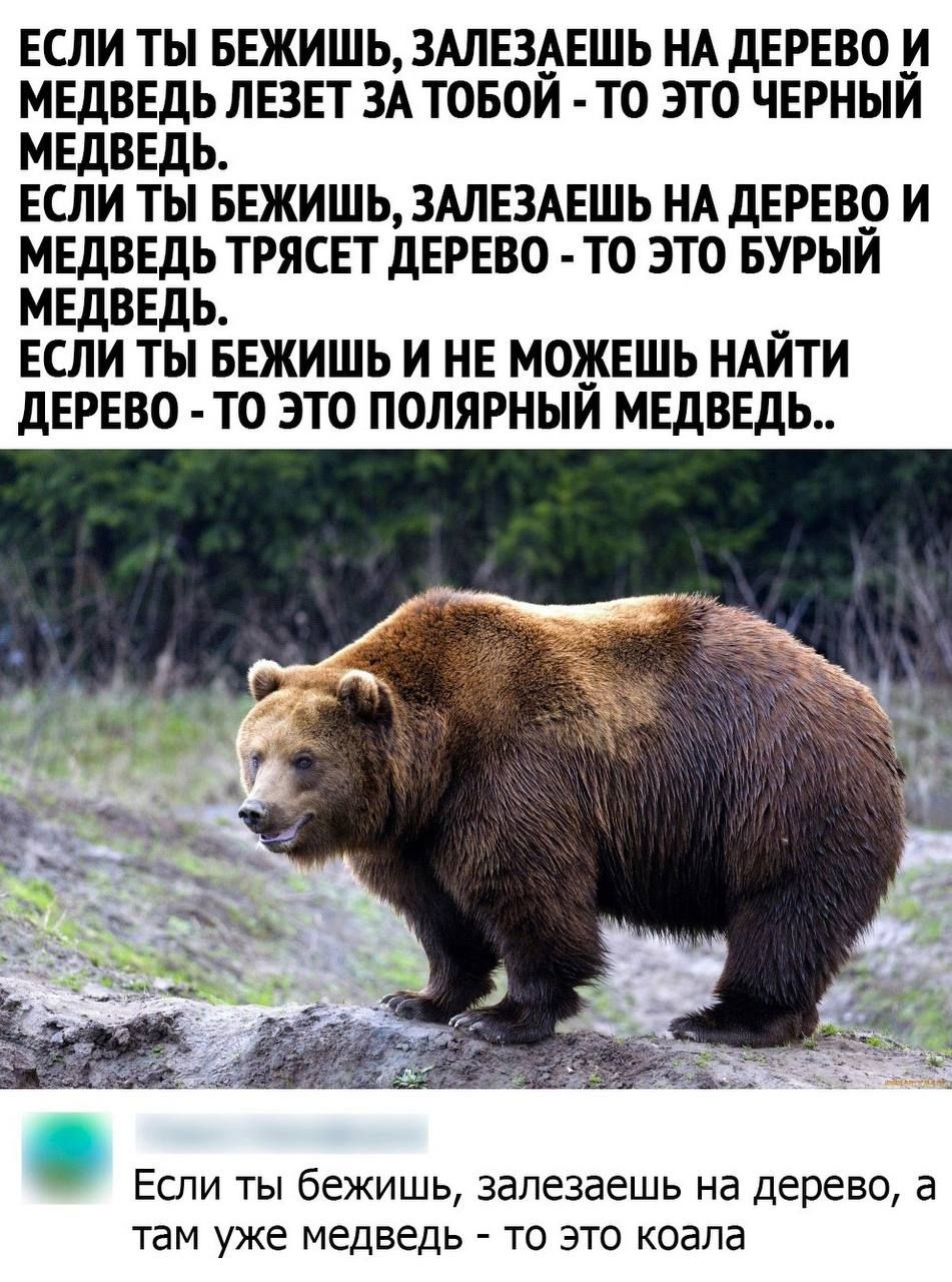 ЕСЛИ ТЫ БЕЖИШЬ ЗАЛЕЗАЕШЬ НА ДЕРЕВО _И МЕДВЕДЬ ЛЕЗЕТ ЗА ТОБОЙ ТО ЭТО ЧЕРНЫЙ МЕДВЕДЬ ЕСЛИ ТЫ БЕЖИШЬ ЗАЛЕЗАЕШЬ НА ДЕРЕВО И МЕДВЕДЬ ТРЯСЕТ ДЕРЕВО ТО ЭТО БУРЫЙ МЕДВЕДЬ ЕСЛИ ТЫ БЕЖИШЬ И НЕ МОЖЕШЬ НАЙТИ ДЕРЕВО ТО ЭТО ПОЛЯРНЫЙ МЕДВЕДЬ Если ты бежишь залезаешь на дерево а там уже медведь то это коала