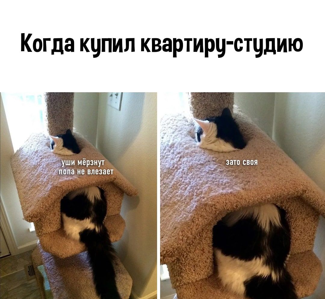 Когда купил квартиру студию уши мёрзнут зато свпя папа не влезает ж